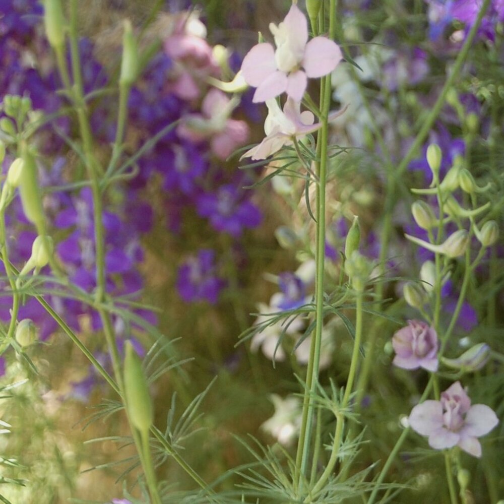 Larkspur Wildflower Seeds, Organically Grown for 20+ Years